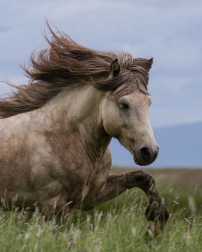 Icelandic Horses are featured in Tolt News