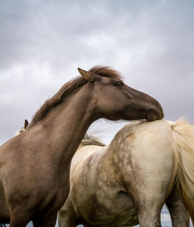 Icelandic Horses are featured in Tolt News