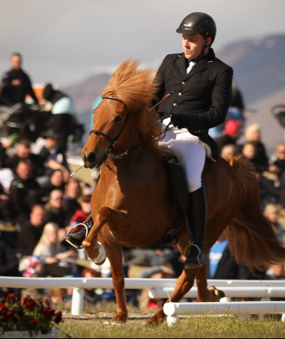 Icelandic Horses are featured in Tolt News