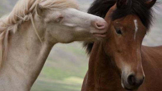 Icelandic Horses