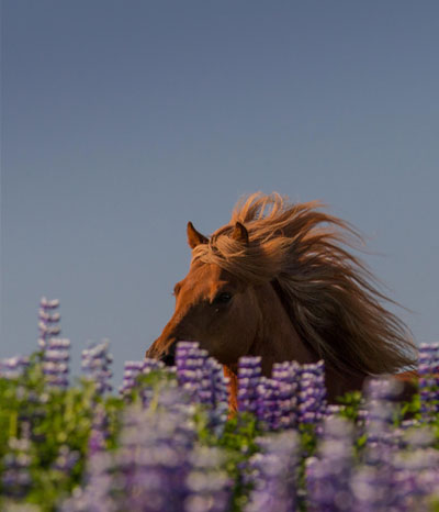 Icelandic Horses are featured in Tolt News