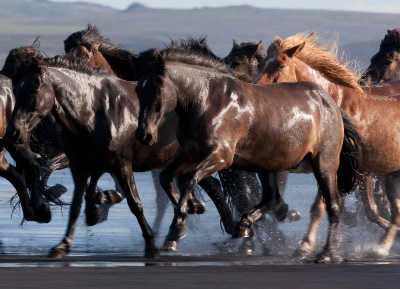 Icelandic Horses are featured in Tolt News